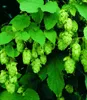BALDUR Garten 2er Winterharte Kletterpflanzen-Kollektion, Produktbild-Vorschau 3
