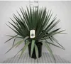 Yucca gloriosa - Palmlilie 60- 80 cm - Kontejnery Náhled obrázku produktu 1
