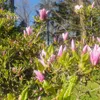 Magnolia George Henry Kern 2L Podgląd zdjęcia produktu 7