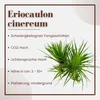 Aquarium Pflanze Eriocaulon cinereum Tropica Nr.091 TC in Produktbild-Vorschau 2