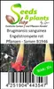 10x Brugmansia sanguinea Engelstrompete rot Pflanzen - Produktbild-Vorschau 6