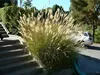 Stauden Gänge 3 x Miscanthus sinensis 'Yaku Jima' im 1 Produktbild-Vorschau 5