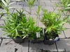 Three potted plants with green and white striped leaves are arranged on a paved surface. Anteprima dell’immagine prodotto