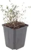 Thymus vulgaris - tymián zahradní, 12 rostlin, prumer 9cm, Náhled obrázku produktu 2