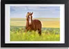 Bild 30x20 MDF-Rahmen, Wandkunst braunes Pferd Produktbild-Vorschau 1