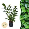 Green boutiQ - Haagplanten - Prunus laurocerasus Novita - Voir les images du produit 2