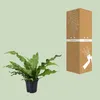 Paproc kangurza Microsorum Diversifolium - roslina Podgląd zdjęcia produktu 3