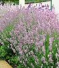 A close-up view of a dense planting of lavender flowers in various shades of pink and purple, with green foliage visible at the bottom. Produktbild-Vorschau