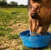 5 kg Lyra Horse® Leinkuchen Leckerli Produktbild-Vorschau 7