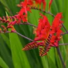 6 x Monbretie  - Crocosmia 'Lucifer'  | Topf 9cm x 9cm Produktbild-Vorschau 1