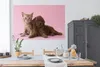 MuchoWow® Poster Katze - Hund - Rosa 180x120 cm - Produktbild-Vorschau 3