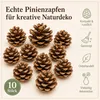Pinienzapfen 10 Stück 8-12 cm Pinus pinea groß Tannenzapfen Produktbild-Vorschau 6