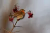 Nistkasten P Typ Amsel MKW - Stabiler nisthaus für Produktbild-Vorschau 8
