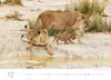 Exklusivkalender Namibia 2027, 70 x 50 cm, limitierte Produktbild-Vorschau 6