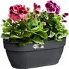 Blumenampel Elho Vibia Campana Kunststoff 35 x 16,2 x 14,8 Produktbild-Vorschau 2