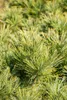 Pinus strobus 'Minima', Weymouth-Kiefer, kompakt, 25–30 cm Produktbild-Vorschau 10