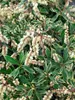 Pieris japonica 'Variegata', Japanische Lavendelheide, Produktbild-Vorschau 3