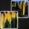 Solar Gartenleuchte Led Pampasgras 80 Cm Warmweiss 3000K Produktbild-Vorschau 7