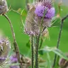 6 plants de grande cardère, variété "Weverskaarde" Voir les images du produit 1
