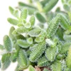 Kyselá okurka - Delosperma echinatum - 12cm květináč Náhled obrázku produktu 3