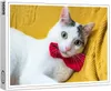 raxxa Premium-Puzzle "Katze Nikodemo", 1000 Teile Produktbild-Vorschau 1