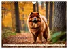 Chow Chow - der Löwenkopfhund (Wandkalender 2027 DIN A4 Produktbild-Vorschau 13