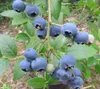 Elisabeth Kulturheidelbeere, Blaubeere, sehr aromatisch im Produktbild-Vorschau 2