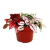 Fleur de point tricolore- Hypoestes phyllostachya - pot de Voir les images du produit 2