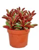 Peperomia graveolens in vaso da 10,5 cm Anteprima dell’immagine prodotto 2