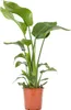 Bloomique - Strelitzia Nicolai - Roślina rajskiego ptaka - Podgląd zdjęcia produktu 1