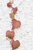 Parthenocissus tricuspidata 'Veitchii', Wilder Wein, 40–60 Produktbild-Vorschau 6