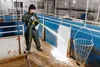 A person is cleaning a pigsty with a high-pressure washer. Voir les images du produit