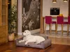 A golden retriever dog lies on a dog bed in a modern living room with a kitchen area in the background. Produktbild-Vorschau