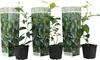 Limonka - 3 szt - Citrus aurantifolia - Wysokość 25-40cm - Podgląd zdjęcia produktu 1