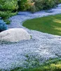 BALDUR Garten 15x Winterharter Bodendecker Isotoma 'Blue Produktbild-Vorschau 1