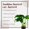 Aquarium Pflanze 3 Stück Anubias barteri Wasserpflanze Produktbild-Vorschau 3