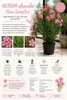 Nerium Oleander, 'Salmone Semplice', ongeveer 80 cm hoog – Productafbeelding-voorbeeld 2