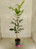Carya illinoinensis, pekanový orech, výška 90 cm, 3-litrový Náhľad obrázku produktu 5
