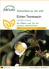 SAFLAX - Echter Teestrauch - Camellia sinensis - 6 Samen Produktbild-Vorschau 1