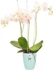 A white orchid plant in a light blue pot. Produktbild-Vorschau