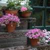 A collection of potted pink flowers arranged on a brick staircase with decorative metal shelves. Anteprima dell’immagine prodotto
