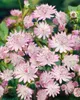 Große Sterndolde Primadonna, im Topf - Astrantia major Produktbild-Vorschau 2