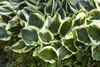 Hosta x fortunei 'Stenantha', Funkie, grün, ca. 11x11 cm Produktbild-Vorschau 1