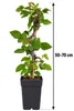 Brombeżka Black Satin, 50–70 cm – bezkolczasta odmiana Podgląd zdjęcia produktu 5