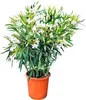 A potted white oleander plant against a white background. Produktbild-Vorschau
