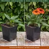 Stauden Gänge 1 x Echinacea purpurea 'Lakota Orange' - Produktbild-Vorschau 5