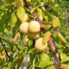 Mirabelle `Bellamira´ ® Pflaumenbaum - Halbstamm Topfballen Produktbild-Vorschau 2