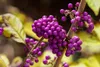Callicarpa bodinieri Profusion – keř s fialovými bobulemi Náhled obrázku produktu 1
