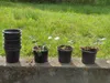 A stack of black pots and four potted strawberry plants are lined up on a concrete ledge with a grassy background. Produktbild-Vorschau