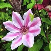 A close-up of a pink and white clematis flower with green leaves and a brown bud. Produktbild-Vorschau
